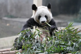 Chongqing Zoo