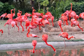 Chimelong Bird Paradise