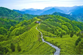Meizhou Yannanfei Tea Garden Scenic Area