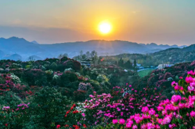 Baili Rhododendron Scenic Area, Bijie City