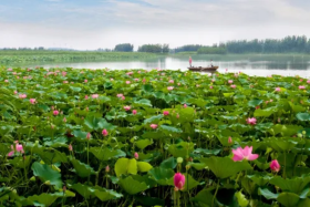 Baiyangdian Scenic Area