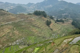 Ziquejie Terraced Fields