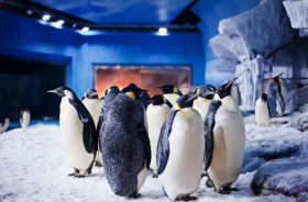 Chengdu Polar Ocean Park