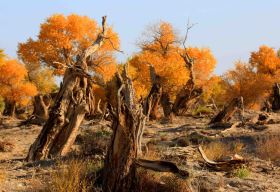 Yiwu Populus Euphratica Forest Ecological Park Scenic Area